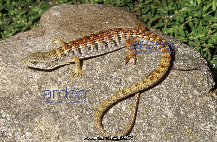 : San Diego Alligator Lizard : San Diego Alligator Lizard