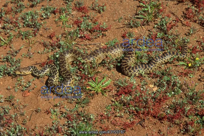 : San Diego Gopher Snake : San Diego Gopher Snake