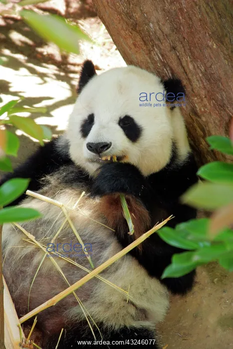 : San Diego Zoo, Panda, California, USA : San Diego Zoo, Panda, California, USA