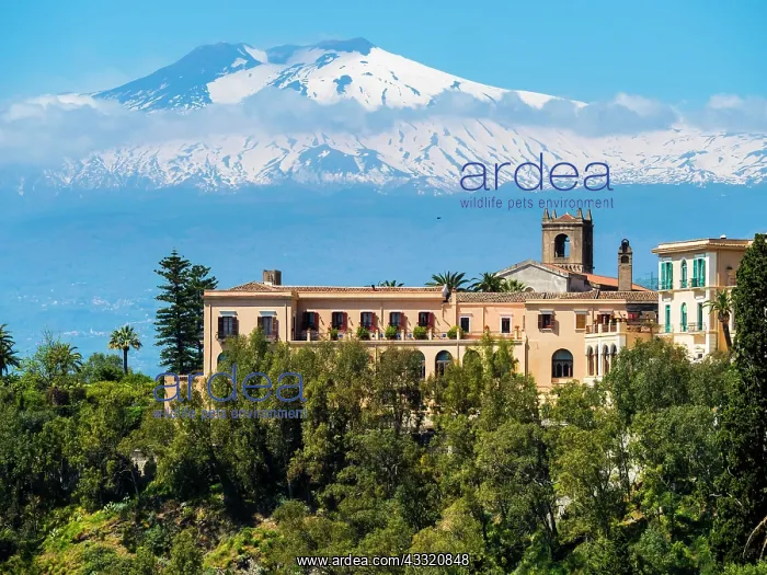 : San Domenico Palace Hotel, with snow-capped Mount : San Domenico Palace Hotel, with snow-capped Mount