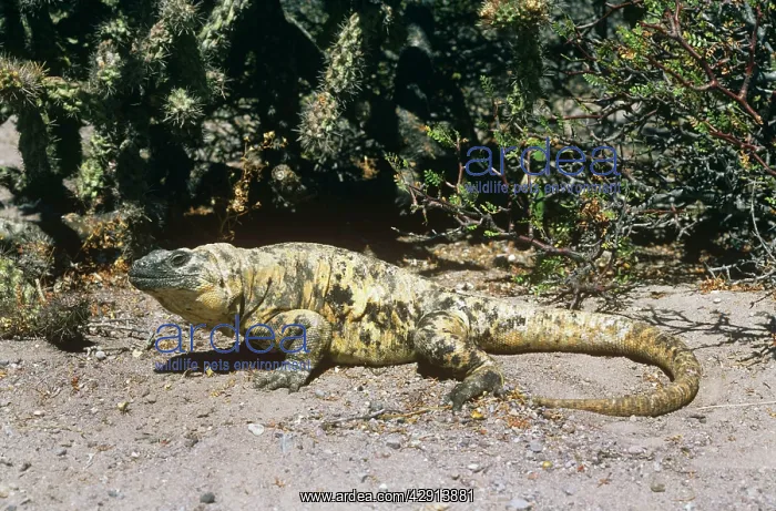  : San Esteban Island Chuckwalla - on rock