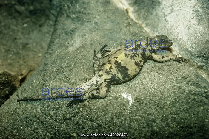  : San Esteban Island Chuckwalla - on rock