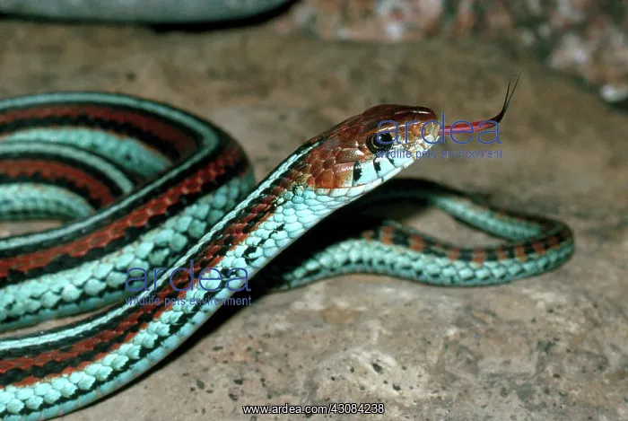 : San Francisco Garter Snake : San Francisco Garter Snake