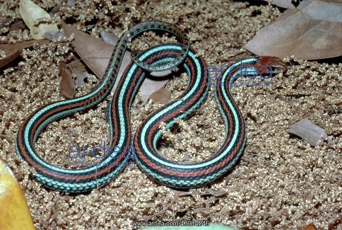 : San Francisco Garter Snake : San Francisco Garter Snake