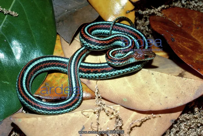 : San Francisco Garter Snake : San Francisco Garter Snake