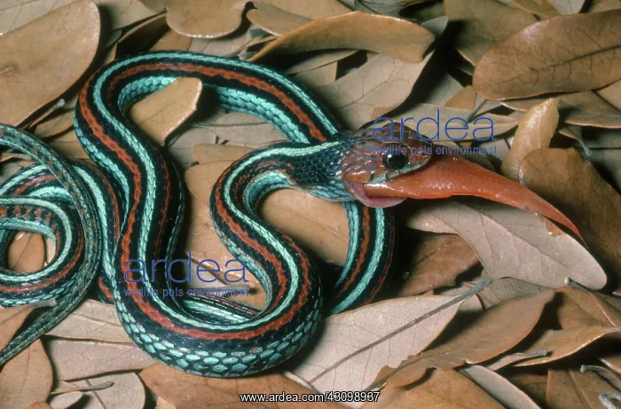 : San Francisco Garter Snake : San Francisco Garter Snake