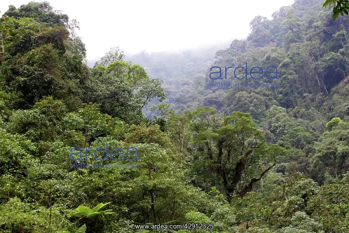 : San Isidro Tropical Rainforest : San Isidro Tropical Rainforest
