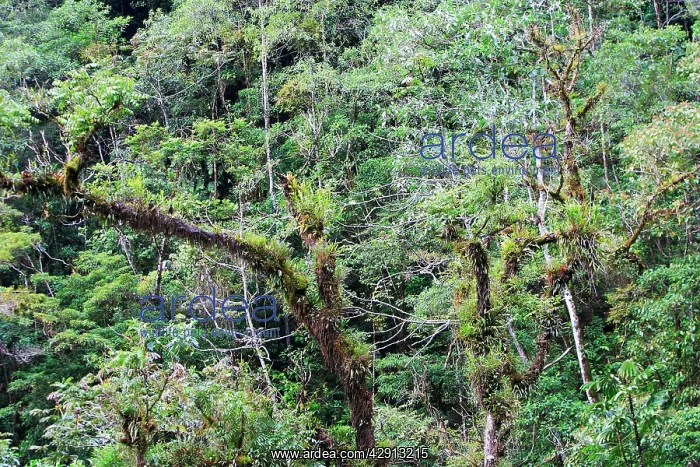 : San Isidro Tropical Rainforest : San Isidro Tropical Rainforest