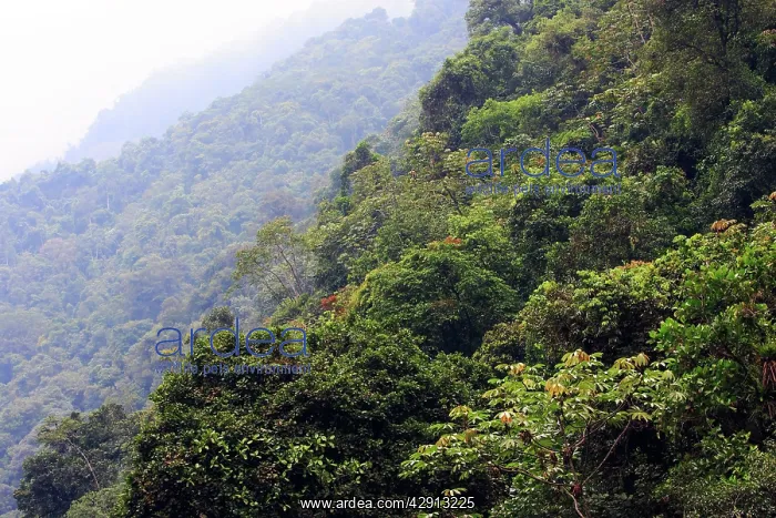 : San Isidro Tropical Rainforest : San Isidro Tropical Rainforest