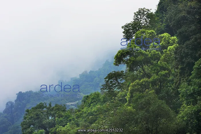 : San Isidro Tropical Rainforest : San Isidro Tropical Rainforest