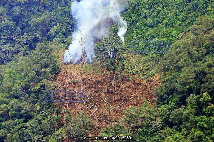 : San Isidro Tropical Rainforest - deforestation : San Isidro Tropical Rainforest - deforestation