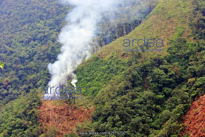 : San Isidro Tropical Rainforest - deforestation : San Isidro Tropical Rainforest - deforestation