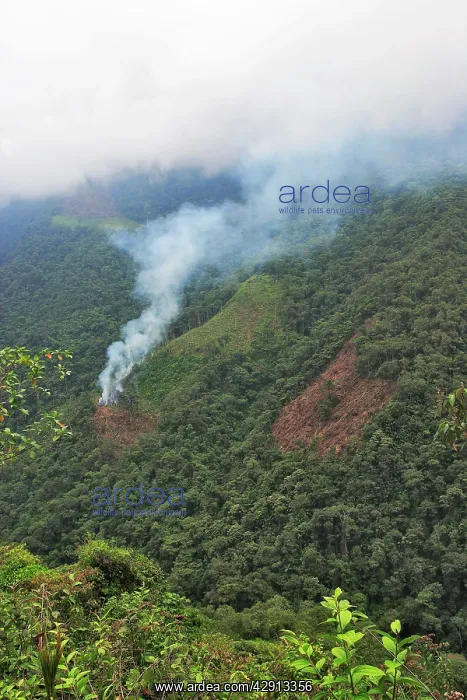 : San Isidro Tropical Rainforest - deforestation : San Isidro Tropical Rainforest - deforestation