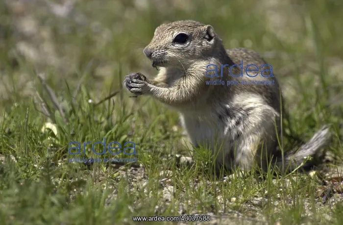 : San Joaquin Antelope Squirrel eating - San Joaquin : San Joaquin Antelope Squirrel eating - San Joaquin