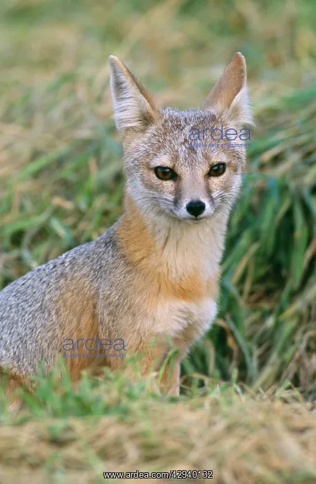 : San Joaquin Kit Fox : San Joaquin Kit Fox