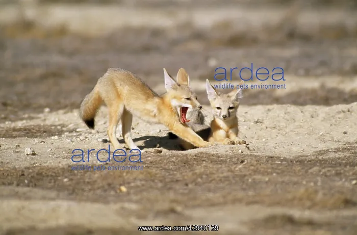 : San Joaquin Kit Fox : San Joaquin Kit Fox