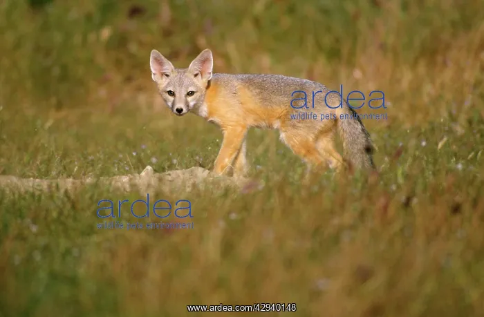 : San Joaquin Kit Fox : San Joaquin Kit Fox