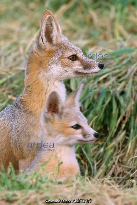 : San Joaquin Kit Fox : San Joaquin Kit Fox