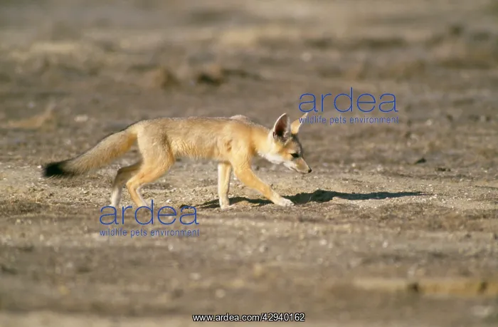: San Joaquin Kit Fox : San Joaquin Kit Fox