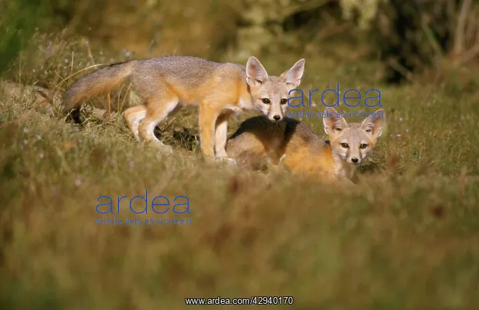 : San Joaquin Kit Fox : San Joaquin Kit Fox