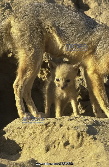 : San Joaquin Kit Fox pup and pack - San Joaquin Kit : San Joaquin Kit Fox pup and pack - San Joaquin Kit