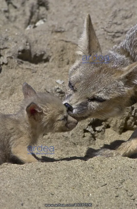  : San Joaquin Kit Fox pup and pack - San Joaquin Kit