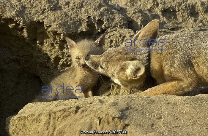 : San Joaquin Kit Fox pup and pack - San Joaquin Kit : San Joaquin Kit Fox pup and pack - San Joaquin Kit