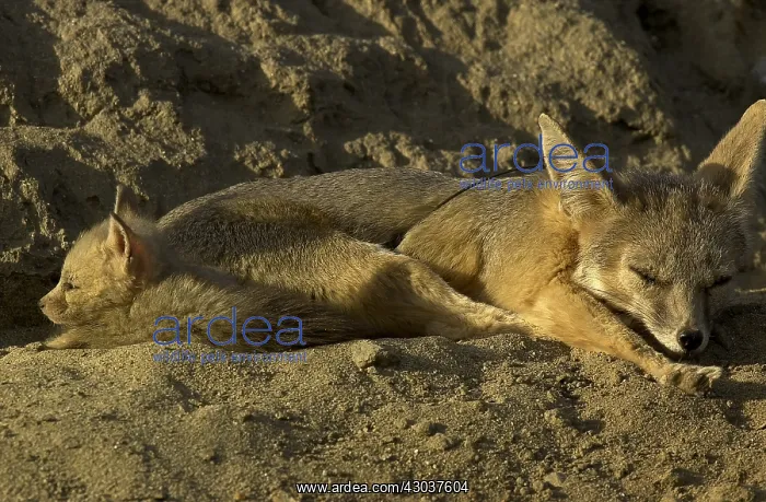 : San Joaquin Kit Fox pup and pack - San Joaquin Kit : San Joaquin Kit Fox pup and pack - San Joaquin Kit