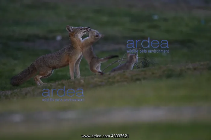 : San Joaquin Kit Fox pup and pack - San Joaquin Kit : San Joaquin Kit Fox pup and pack - San Joaquin Kit