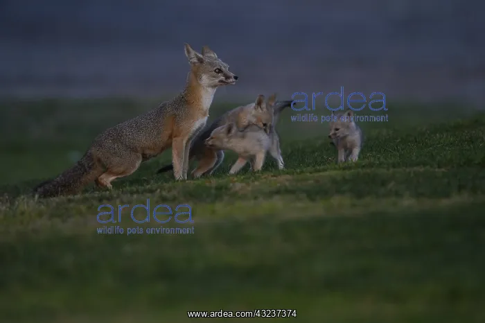 : San Joaquin Kit Fox pup and pack - San Joaquin Kit : San Joaquin Kit Fox pup and pack - San Joaquin Kit