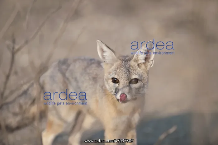  : San Joaquin Kit Fox - San Joaquin Kit Fox - North