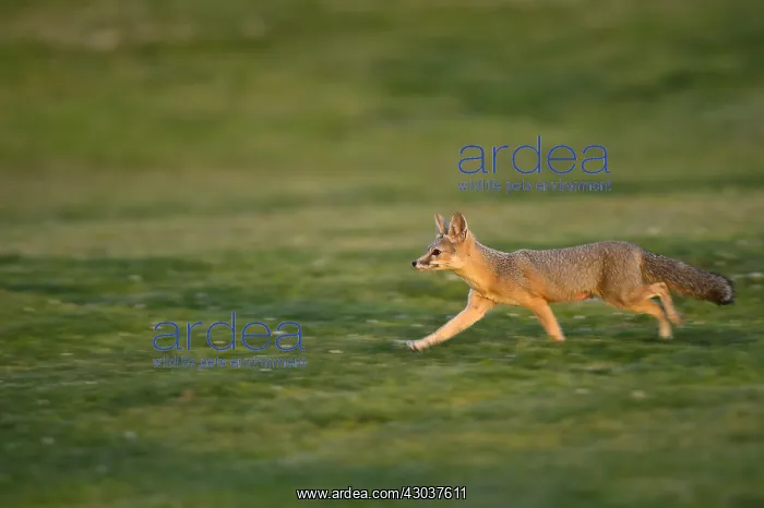 : San Joaquin Kit Fox - San Joaquin Kit Fox - North : San Joaquin Kit Fox - San Joaquin Kit Fox - North