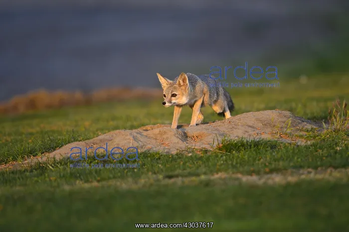 : San Joaquin Kit Fox - San Joaquin Kit Fox - North : San Joaquin Kit Fox - San Joaquin Kit Fox - North