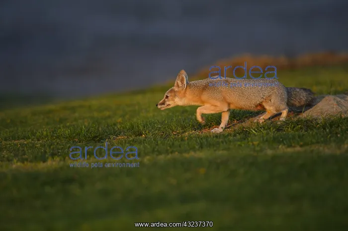  : San Joaquin Kit Fox - San Joaquin Kit Fox - North