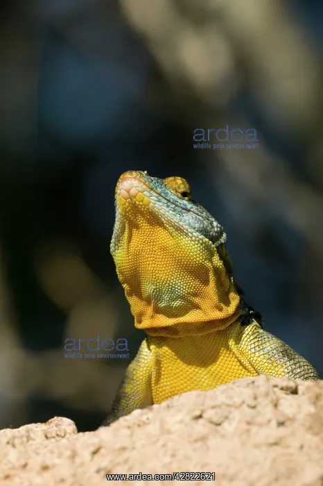  : San Lucan Rock Lizard