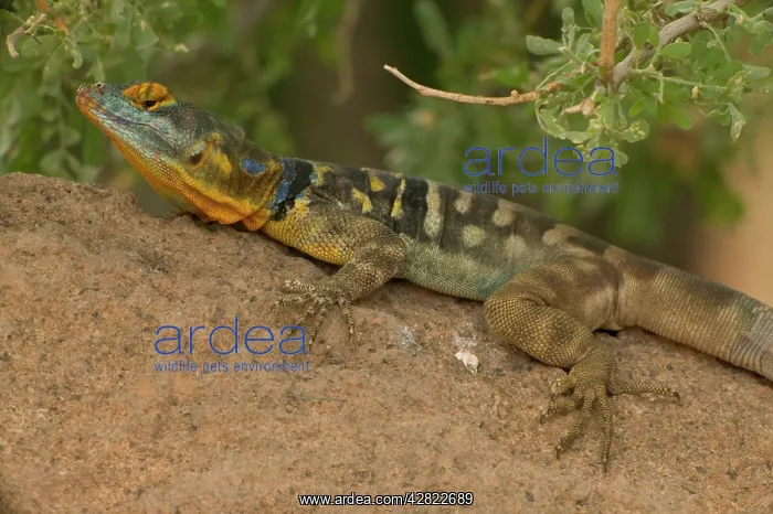 : San Lucan Rock Lizard : San Lucan Rock Lizard