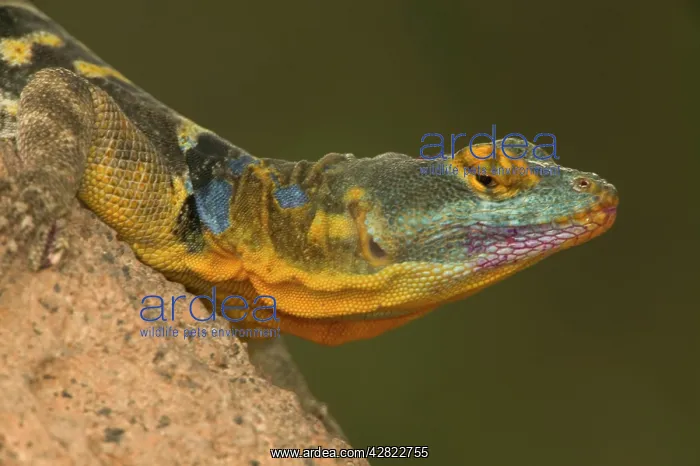 : San Lucan Rock Lizard : San Lucan Rock Lizard