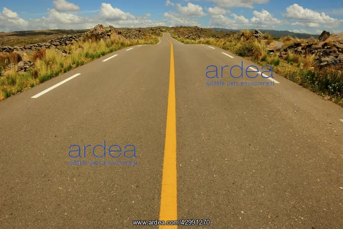 : San Luis Road : San Luis Road