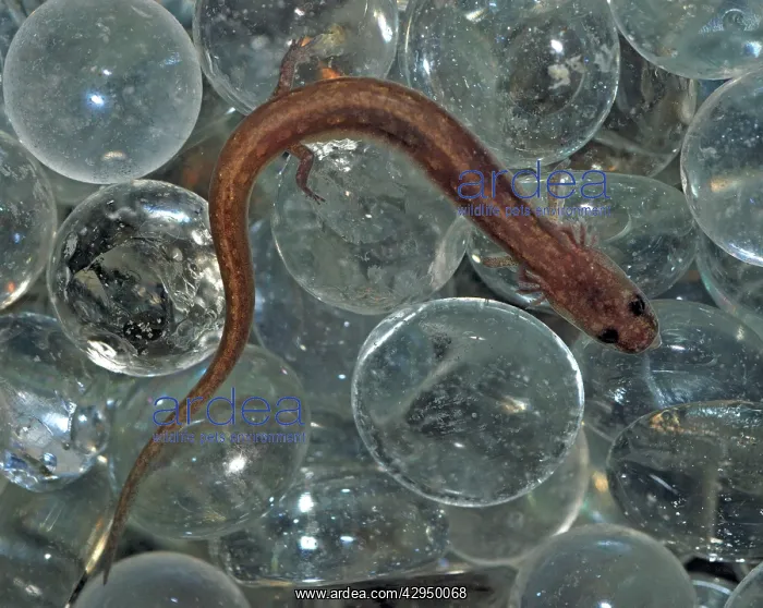 : San Marcos Salamander - endangered species, only : San Marcos Salamander - endangered species, only