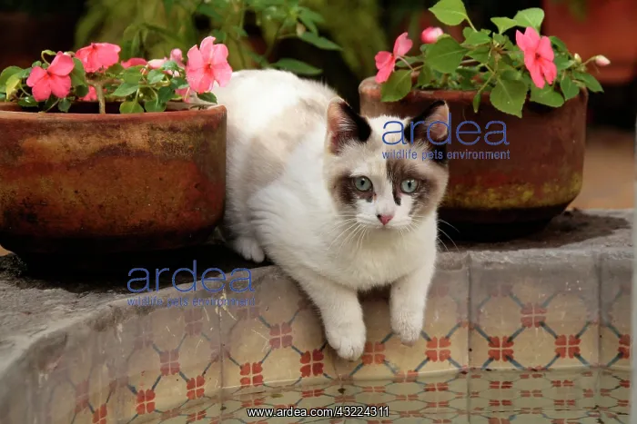  : San Miguel de Allende, Mexico. Kitten rests