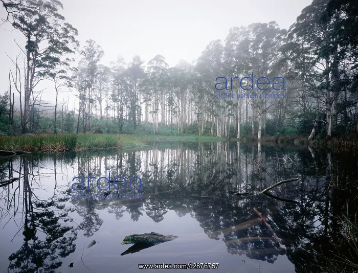 : Sanatorium Lake with rising mist : Sanatorium Lake with rising mist