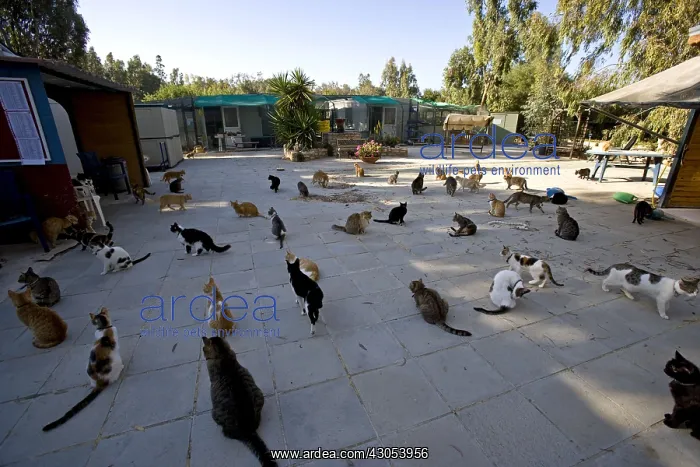 : Sanctuary for cats Cyprus : Sanctuary for cats Cyprus