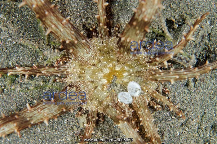 : Sand Anemone on black sand Joleha dive site, Lembeh : Sand Anemone on black sand Joleha dive site, Lembeh