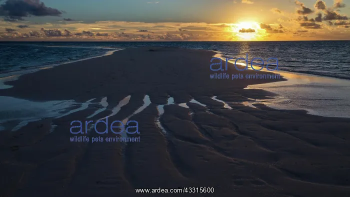 : Sand bank at sunset, Gangehi Island, Ari Atoll : Sand bank at sunset, Gangehi Island, Ari Atoll