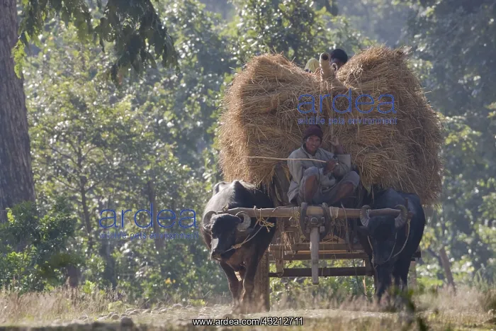 : Sand bars carrying hay Bardia Nepal Terai : Sand bars carrying hay Bardia Nepal Terai