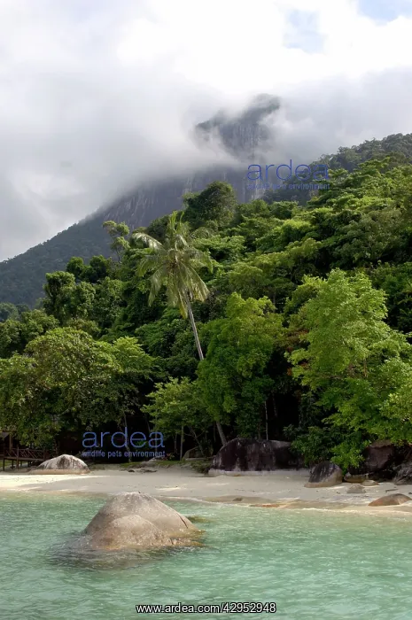 : Sand beach and rainforest on slopes of volcanic : Sand beach and rainforest on slopes of volcanic