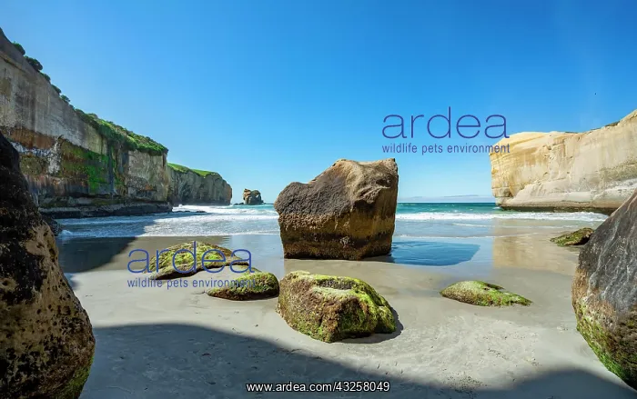 : Sand beach with sandstone cliffs, Tunnel Beach : Sand beach with sandstone cliffs, Tunnel Beach