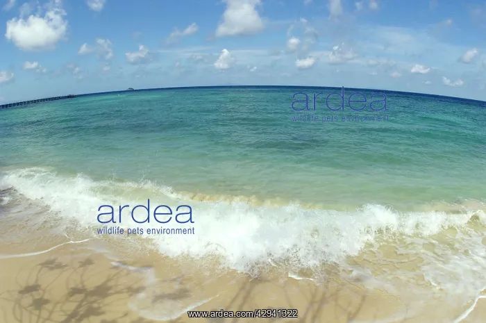 : Sand beach of volcanic Tioman Island and sea at : Sand beach of volcanic Tioman Island and sea at