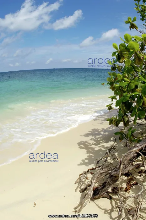 : Sand beach of volcanic Tioman Island and sea at high tide : Sand beach of volcanic Tioman Island and sea at high tide