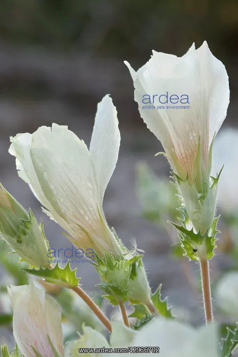 : Sand Blazing Star / White-bract Blazing Star : Sand Blazing Star / White-bract Blazing Star